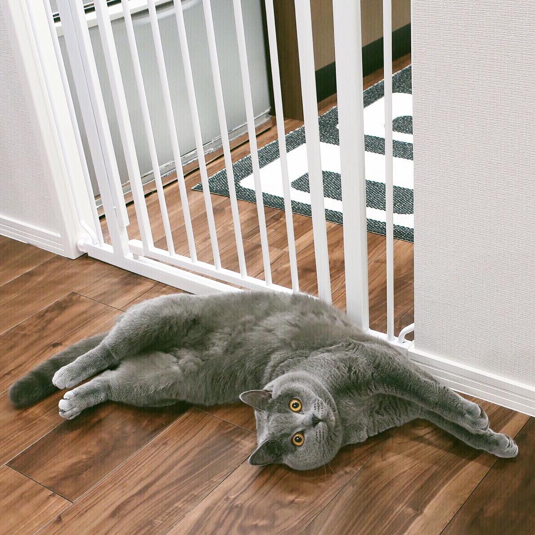 想养一只英短蓝猫去哪弄,想养一只猫需要注意什么