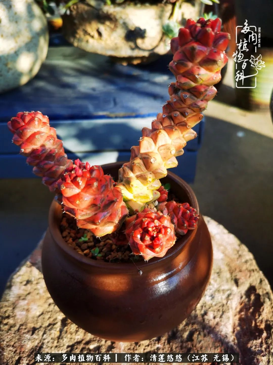 可爱多肉的露脸照,多肉大合照视频