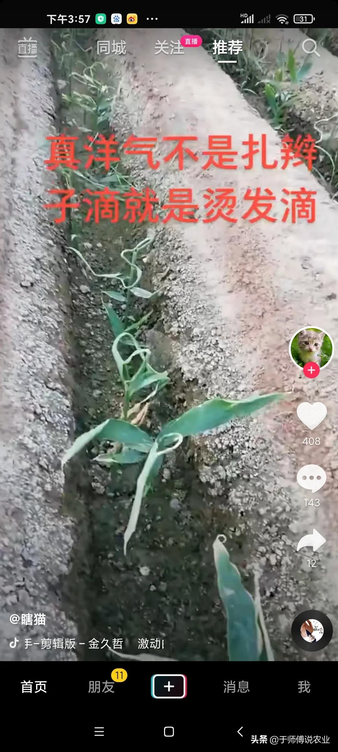 大姜中后期用什么肥,大姜肥料烧了图片