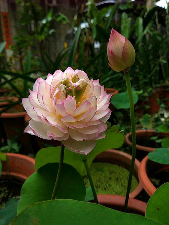 种碗莲几天开叶几天浇水,碗莲种藕种下几天叶片展开