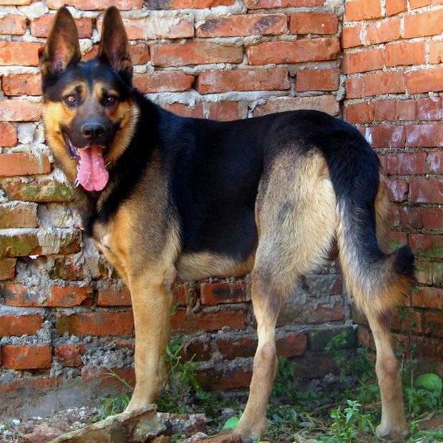 好的昆明犬有什么区别,中国昆明犬和昆明犬有什么区别