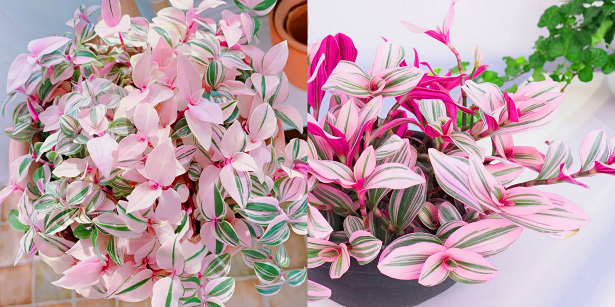 人养花一时养人一生,人养花同时花也养人