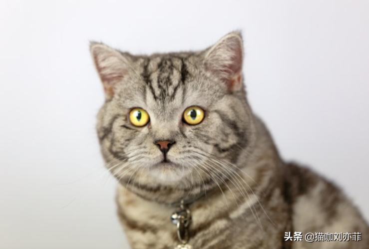刚出生的小猫咪怕人怎么办,上门喂养遇见怕生的猫咪怎么办