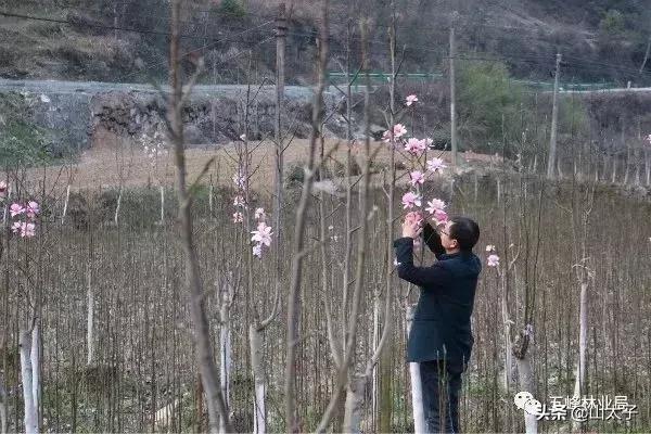 花博士五福系列,花博士花艺生活