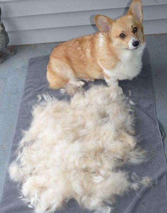 柯基犬的优点和缺点,威尔士柯基犬缺点