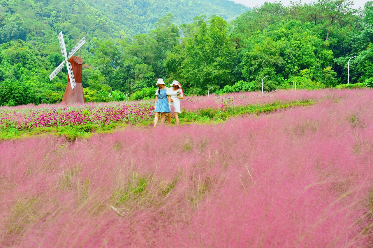 广州市龙洞粉黛乱子草网红打卡地,肇庆盘龙峡自助游推荐