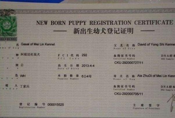 拉布拉多犬怎么看出是好的,怎么区分纯拉布拉多犬幼犬