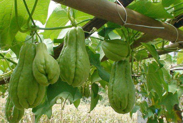 佛手瓜叶子黄是怎么回事,佛手瓜叶子发黄怎么补救