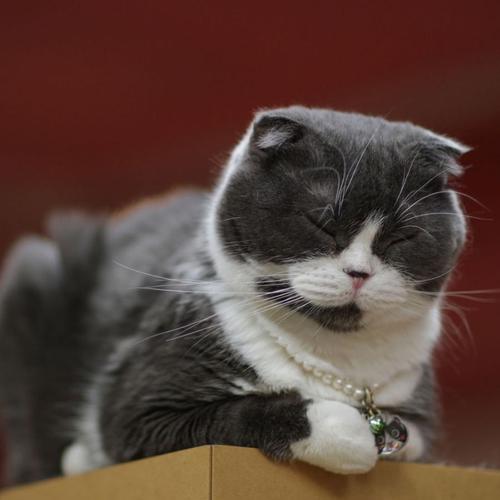 倒忙的幽默笑话段子,加班时幽默笑话大全经典