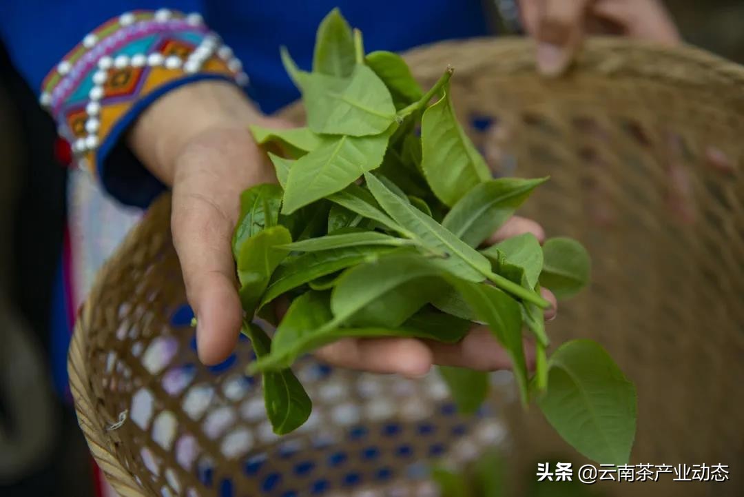 谷雨茶是什么用处的茶,谷雨茶是好茶吗怎么喝的