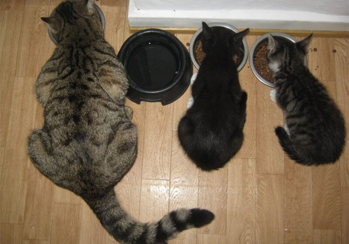 辟谣,猫咪补锰就喂它动物毛?当心爱猫肠梗阻,猫咪:刚吐完啊