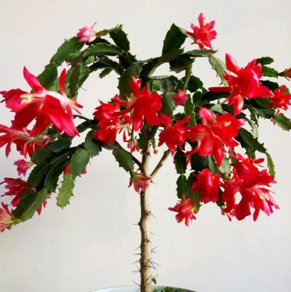 嫁接蟹爪兰怎么养才能更旺盛,蟹爪兰养不活