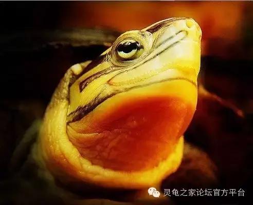 安布闭壳龟繁殖技术,安布闭壳龟要办证吗