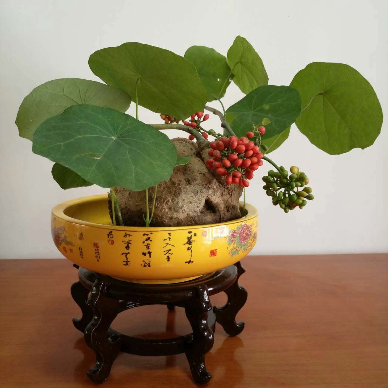 绿萝都养不活还能养什么花,好养活的懒人花绿萝