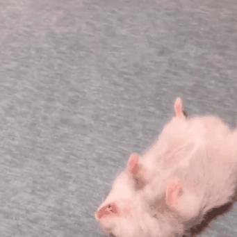 摸仓鼠时仓鼠老是反抗,仓鼠一摸它就昏昏欲睡