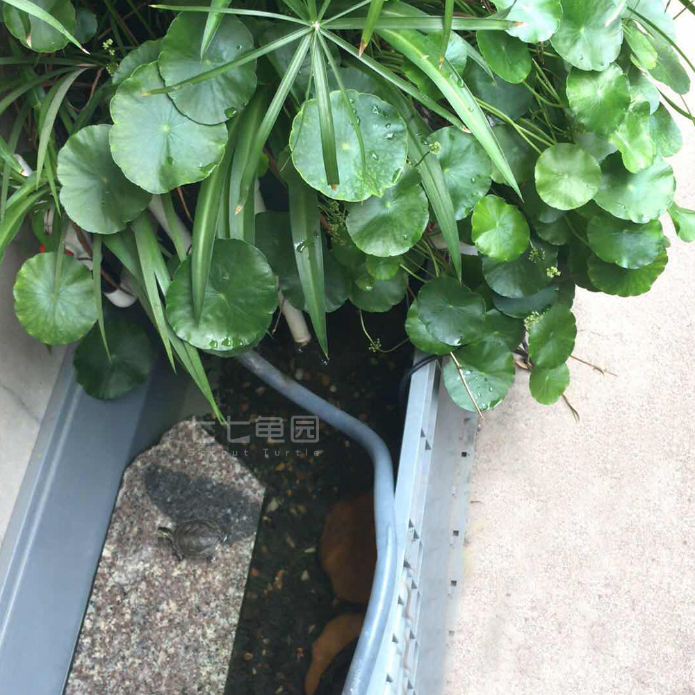 乌龟出眠多久开食,乌龟到家如何开食快