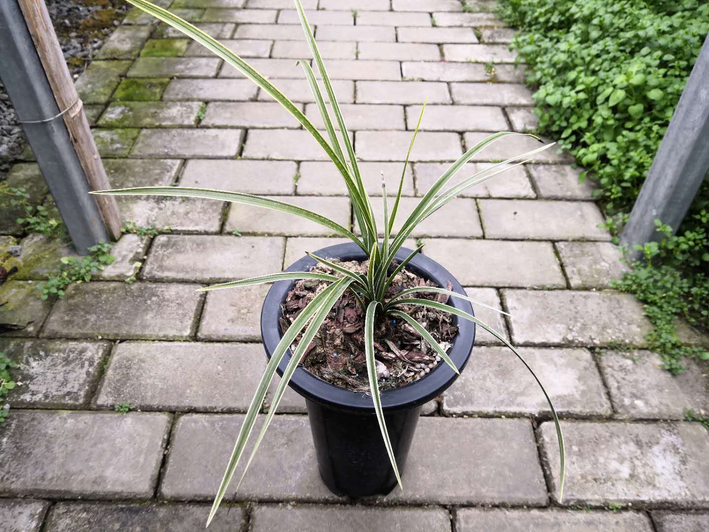 新手入门养植物,选兰花怎么选才能选到好多兰草