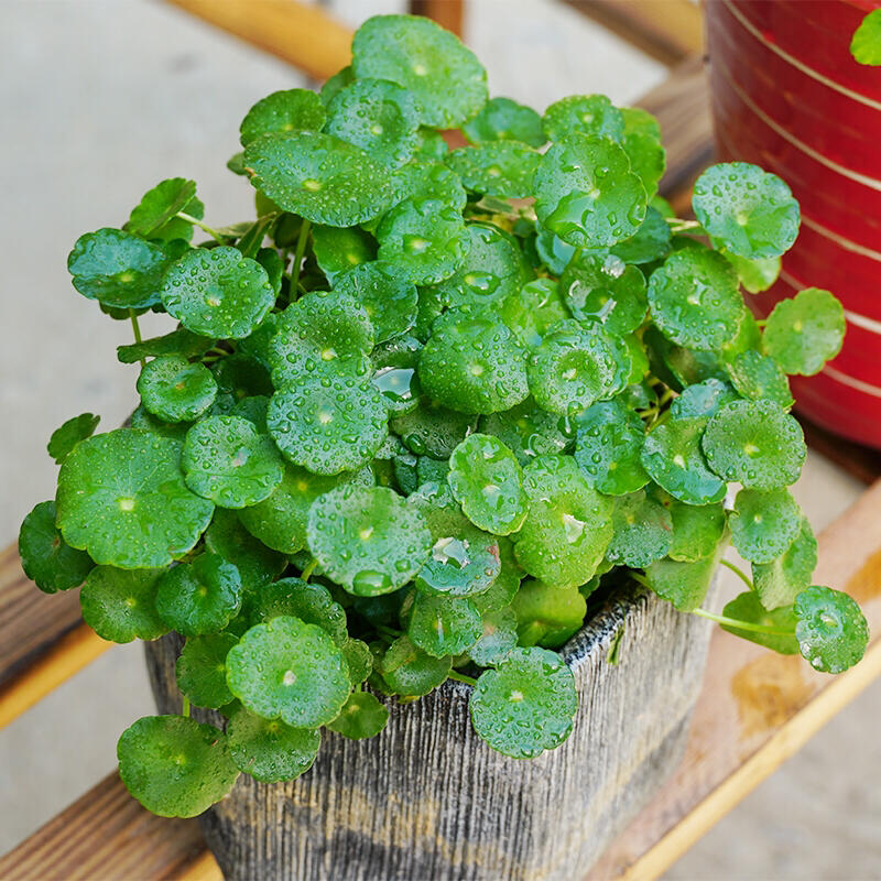 铜钱草长得太高了要不要修剪,铜钱草长得太高了咋办