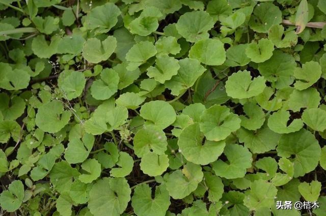 哪个地区的积雪草最好,什么地方有积雪草