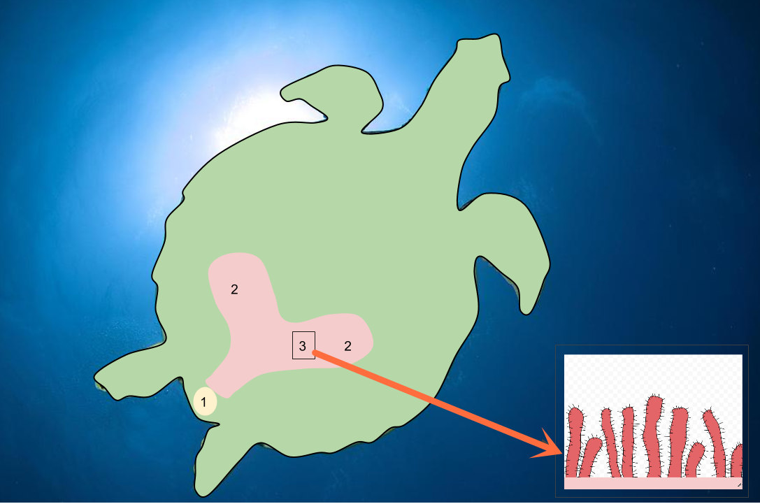 为什么海龟下潜心跳会变慢,海龟为什么能水下憋气10个小时