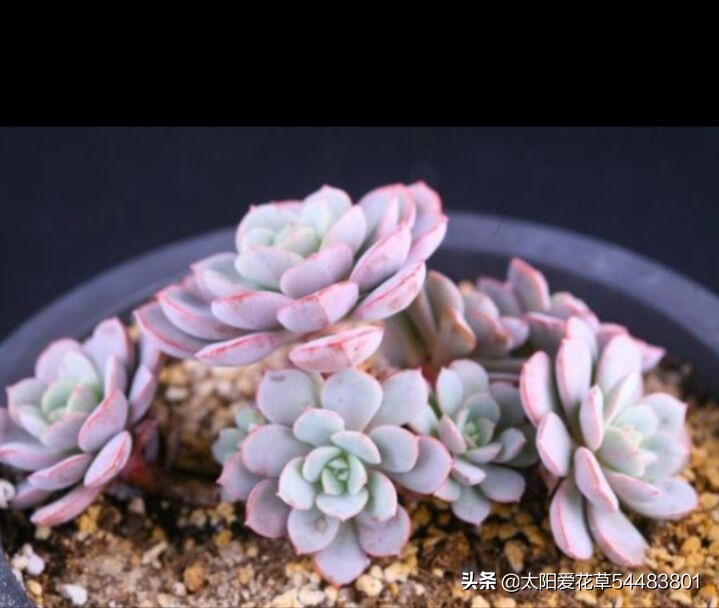 月亮仙子多肉不晒太阳可以吗,多肉月亮仙子能耐几度低温