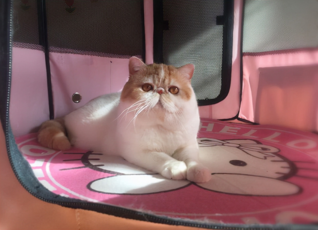 最适合异短加菲猫吃的食物,猫咪零食冻干推荐