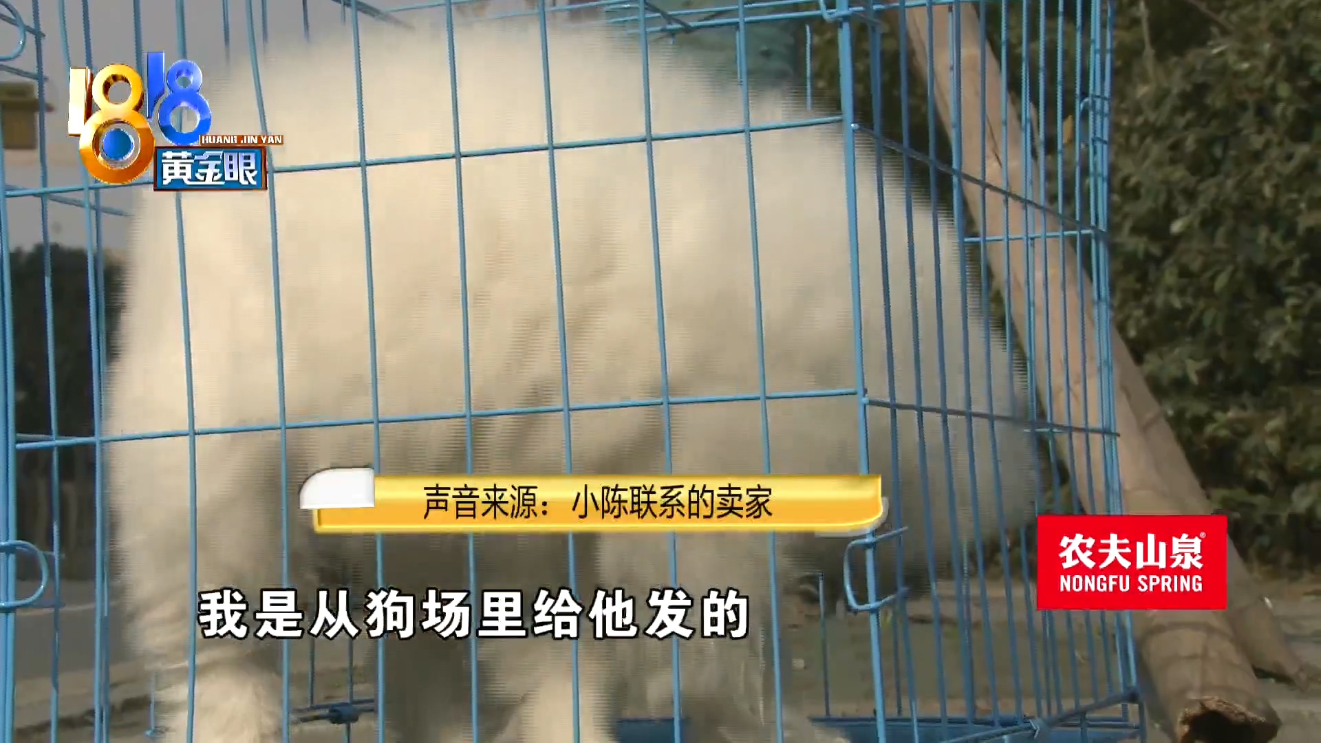 刚买10天不到的小狗被炖了,买来三天小狗就腿站不直了