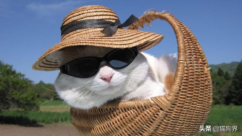 猫咪眼睛流泪有分泌物红褐色,猫咪眼睛发红流泪用什么药