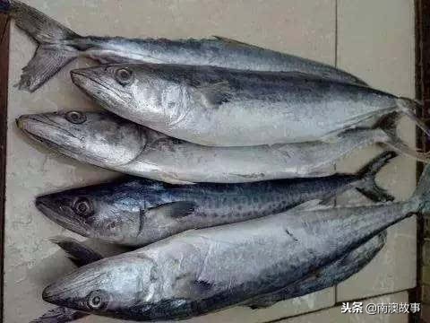 深圳南澳都有哪些海鱼,南澳海常见的海鱼