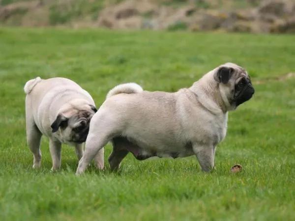 狗狗的肛门腺有什么用,需要挤吗?