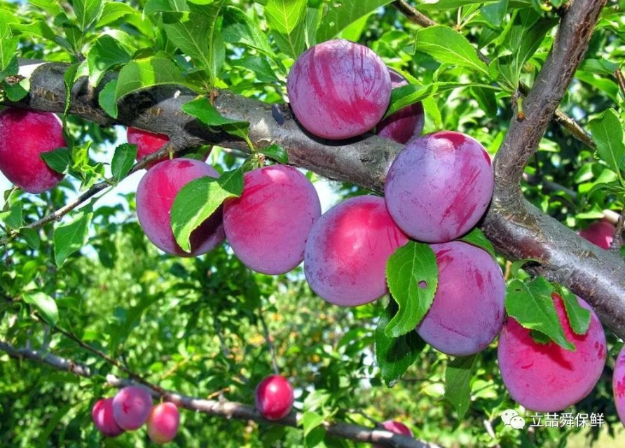 李子保鲜是存放冰箱吗,李子保鲜杀菌消毒