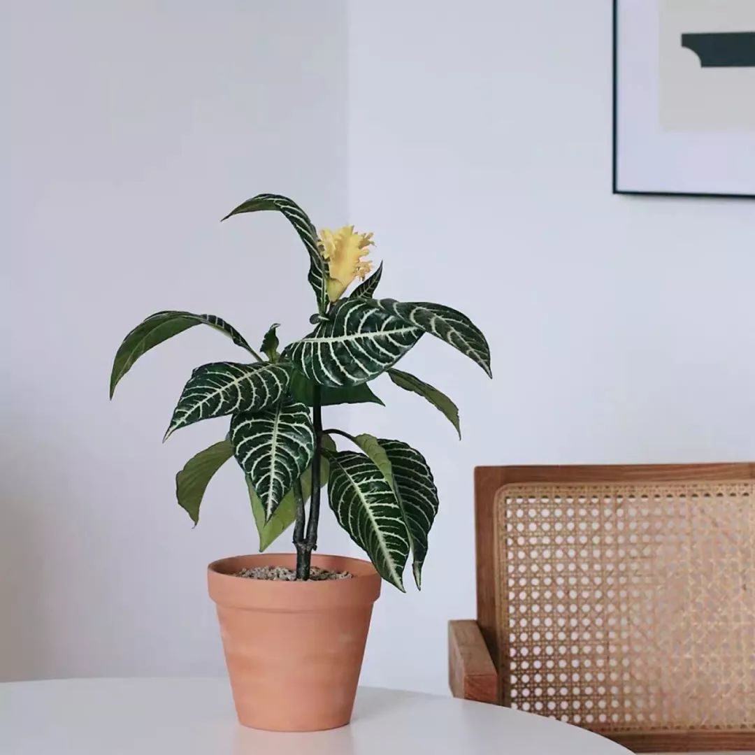 94种常见唯美观叶植物,会开花的绿色硬叶植物