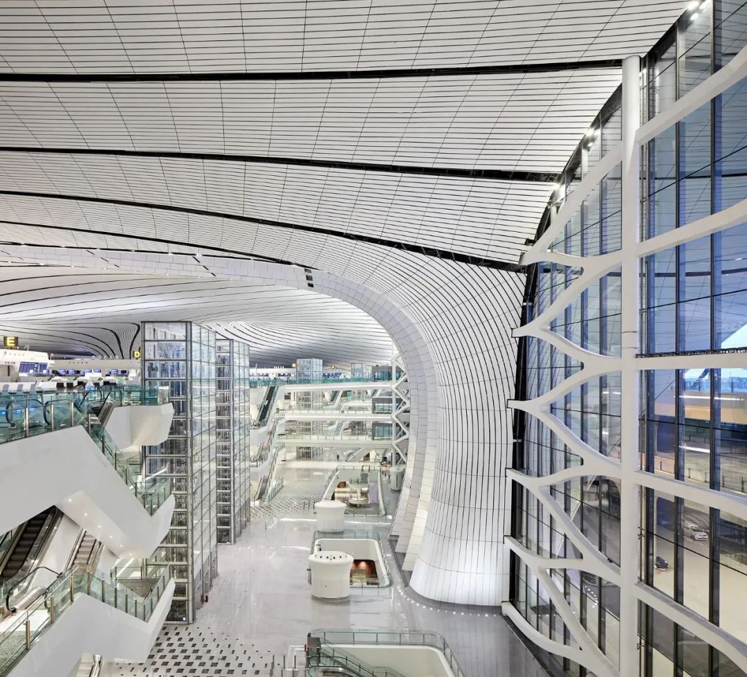 世界上最大的一个海星,一只大海星