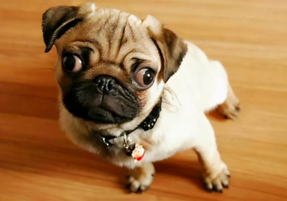 黑色巴哥犬市场价多少钱一只,巴哥犬价格一只多少钱