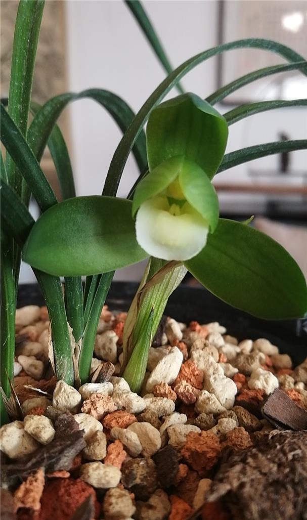 他是川兰界令人尊敬的老前辈,曾靠一颗艺草陆陆续续获利千万余元