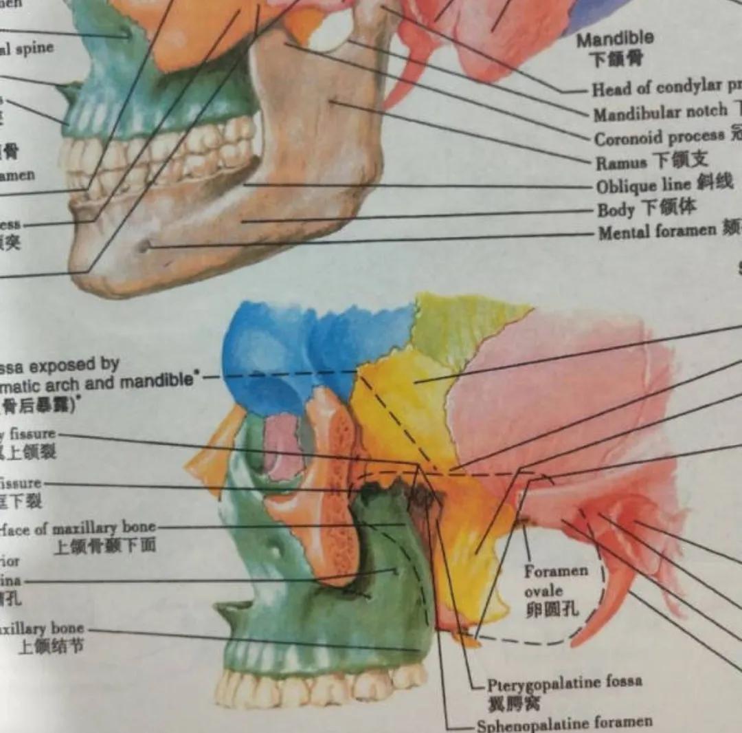 人体解剖学图谱该怎么买,奈特人体解剖学图谱怎么样