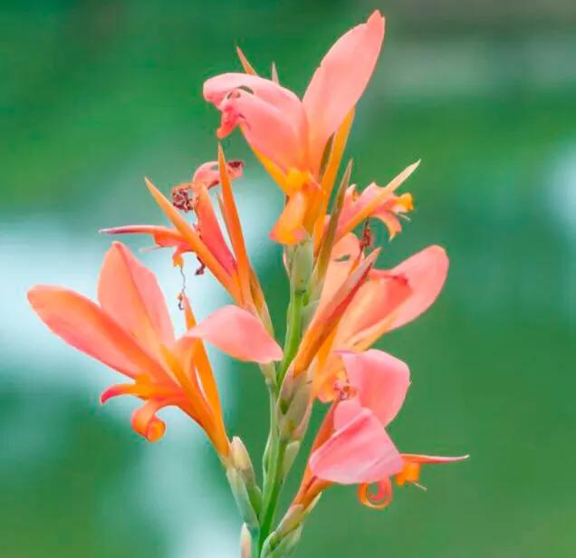 深圳花海公园推荐景点有哪些,深圳花海公园地址在哪里