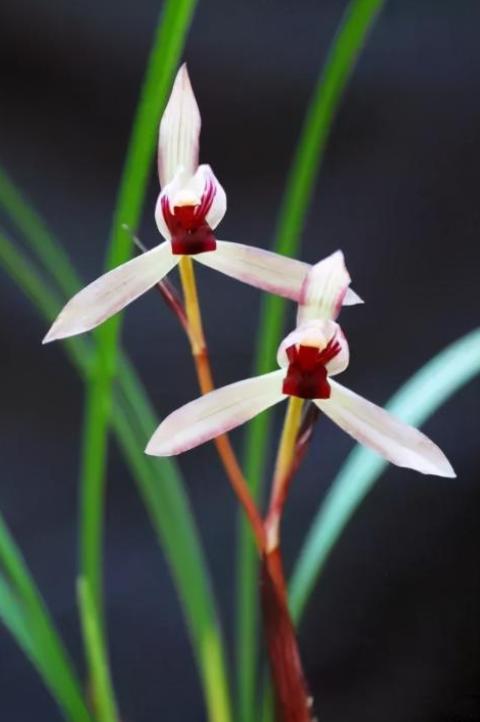 滇红素兰花欣赏,滇红素兰花怎样开的叶子红