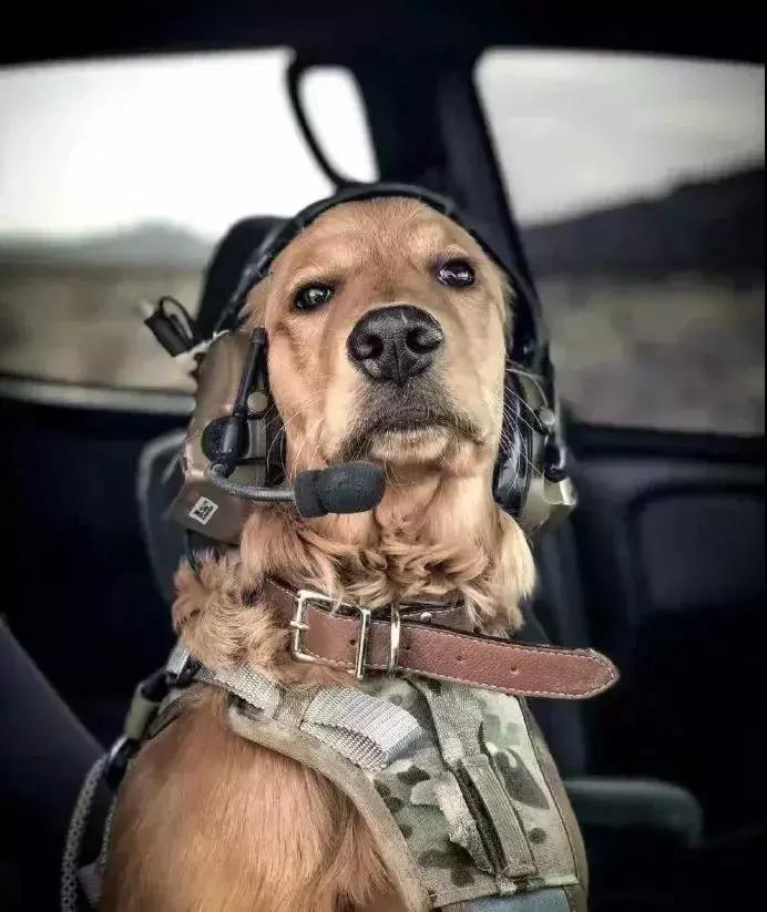 守身如玉20年，“第一次”竟然给了一只狗