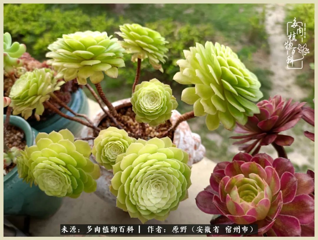 梅雨袭，酷暑至，多肉进入历劫季