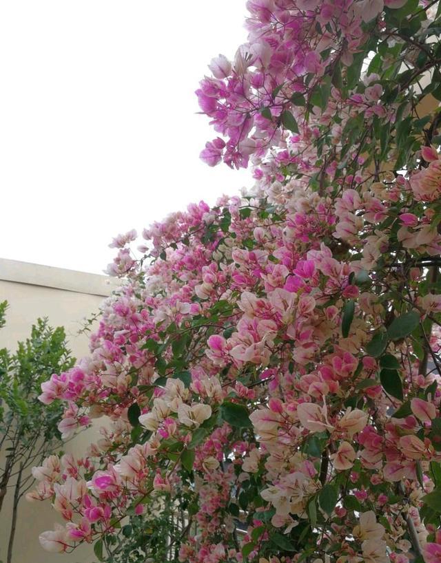 三角梅怎么养成瀑布,三角梅长成瀑布需要多大的盆