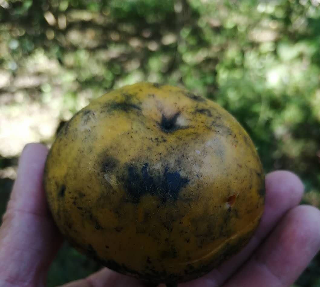 儿时味道脆柿子,山西小油柿子