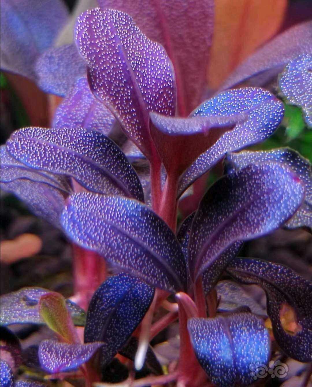 辣椒榕溶叶是什么状态,辣椒榕为什么会溶叶