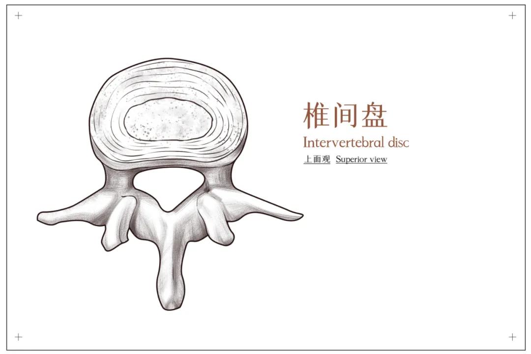 腰椎间盘髓核脱出必须手术吗,腰椎脱出手术取出髓核会复发吗