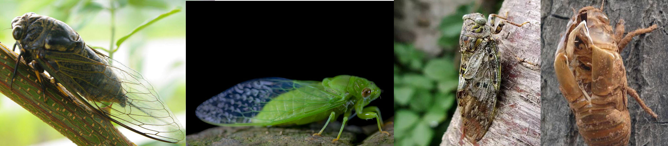 上海闲话嘎三胡──老底子小龙虾交关笨