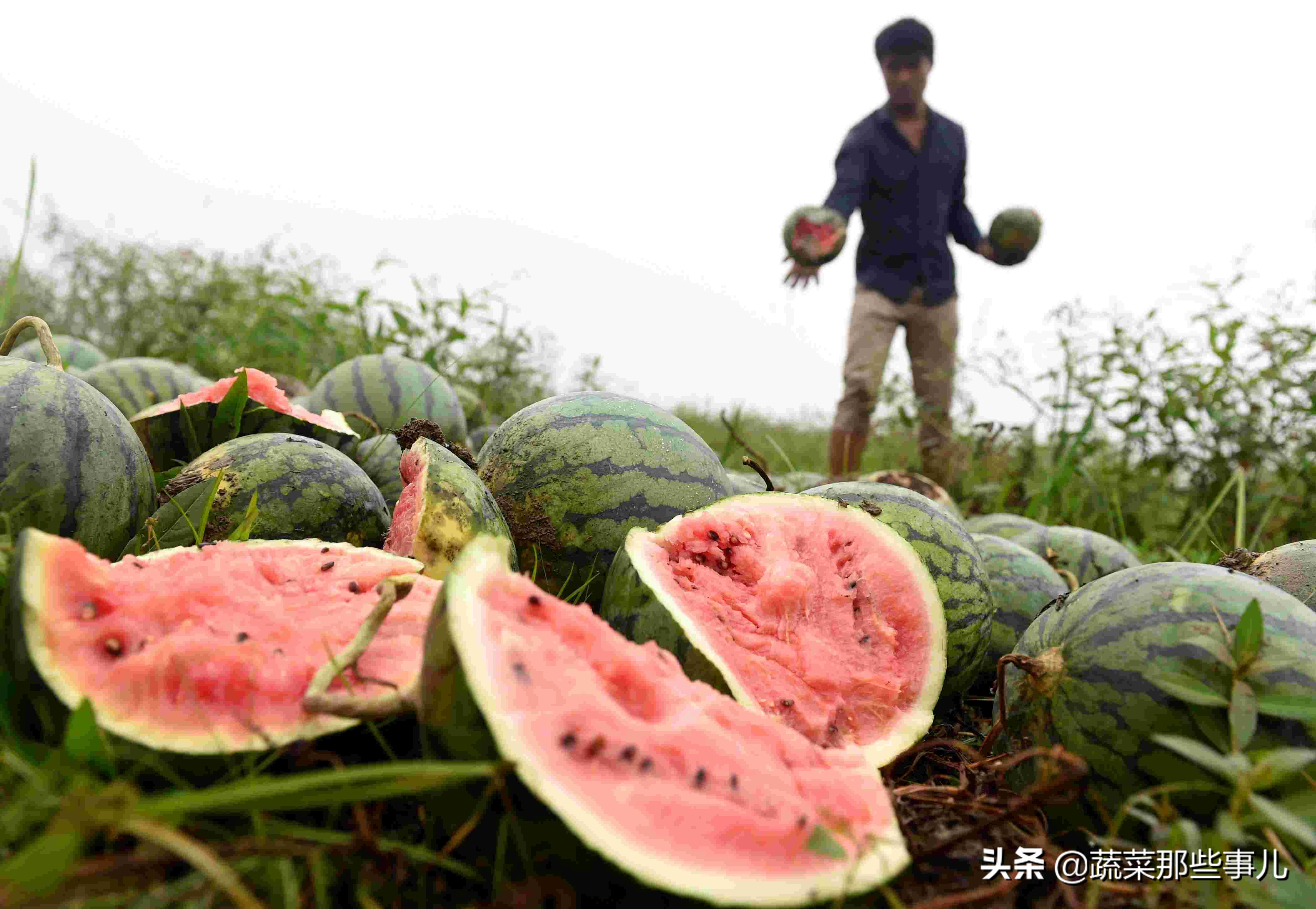 西瓜为什么炸那么多,西瓜为什么自己会炸