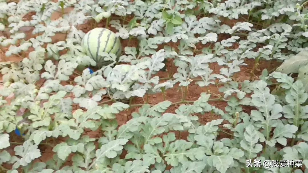 地里栽西瓜,露天西瓜种植一步一步教你