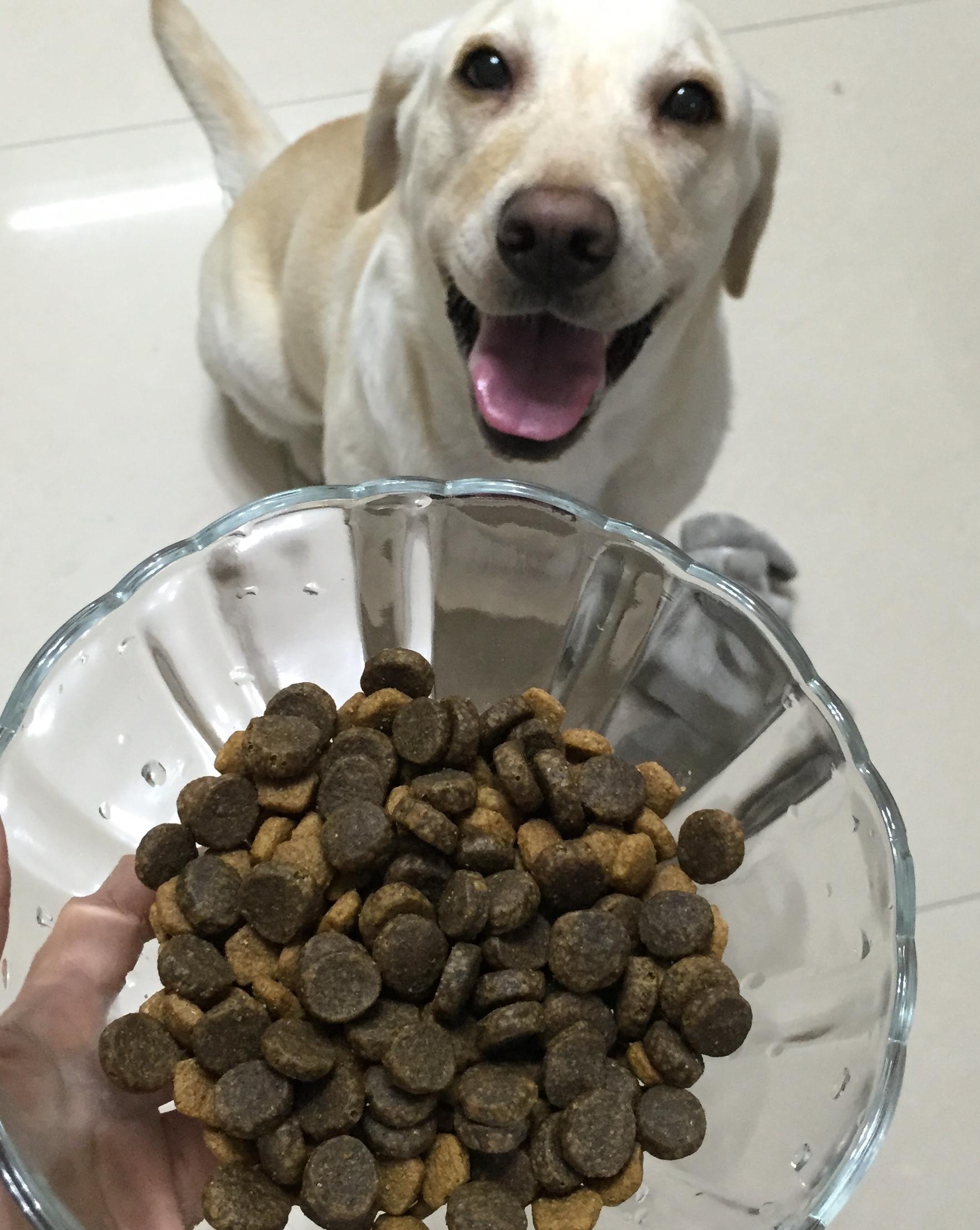 拉布拉多怎么样养最省钱,怎么把拉布拉多养得非常健康