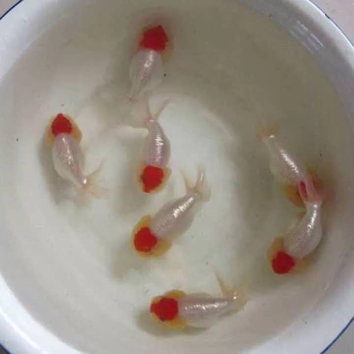 金鱼红顶虎,精品红顶虎金鱼