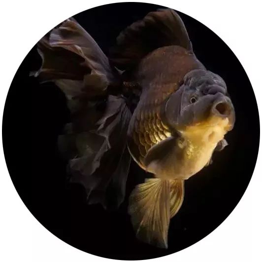 日本网红打卡艺术展,日本十大网红展